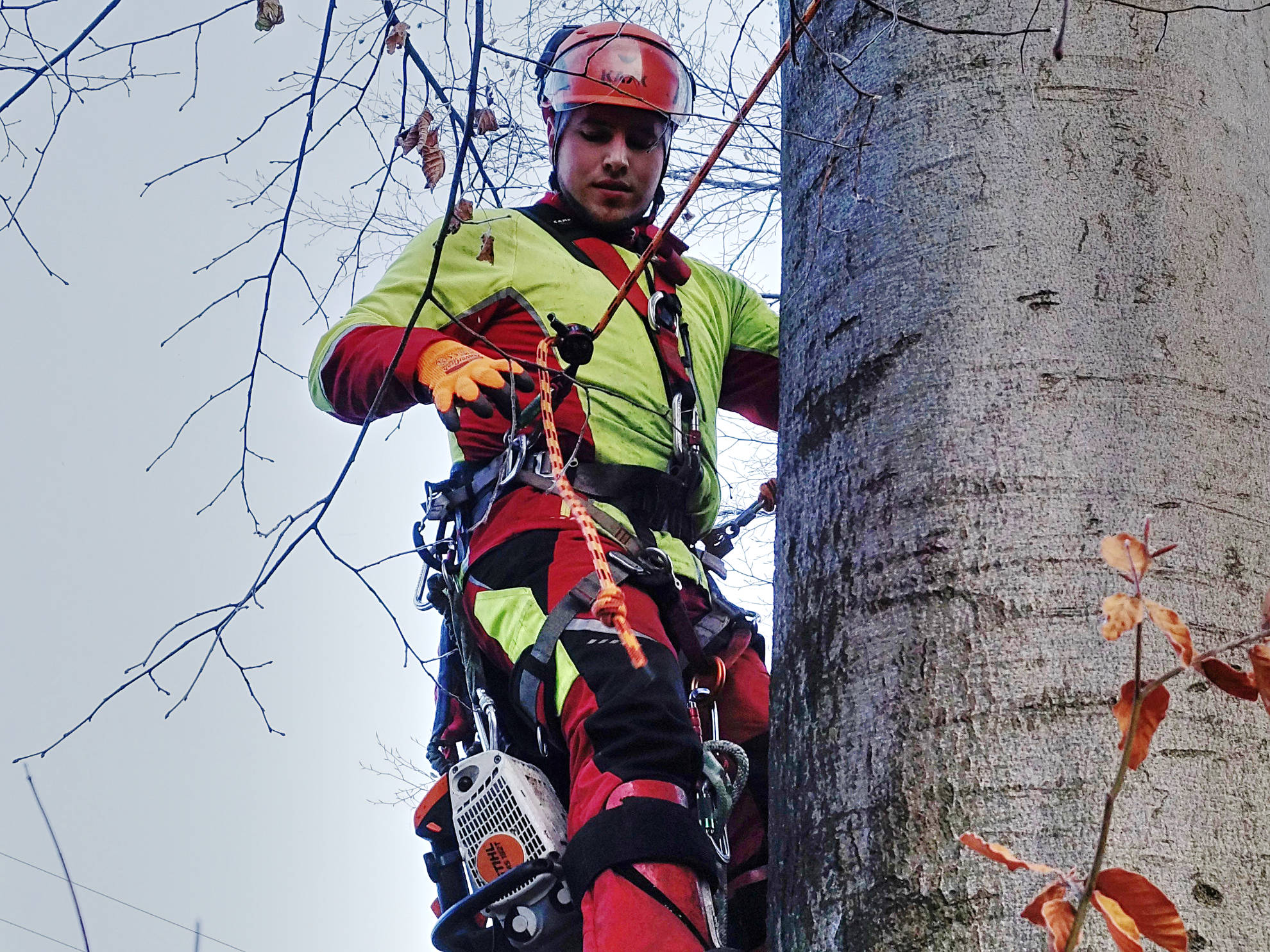 Professionelle Baumpflege in Aktion